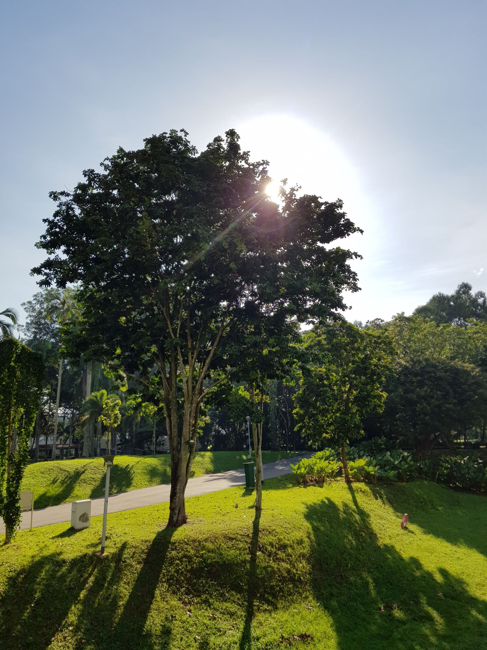 Samsung Galaxy S8 sample photo. Nature, park, garden photography