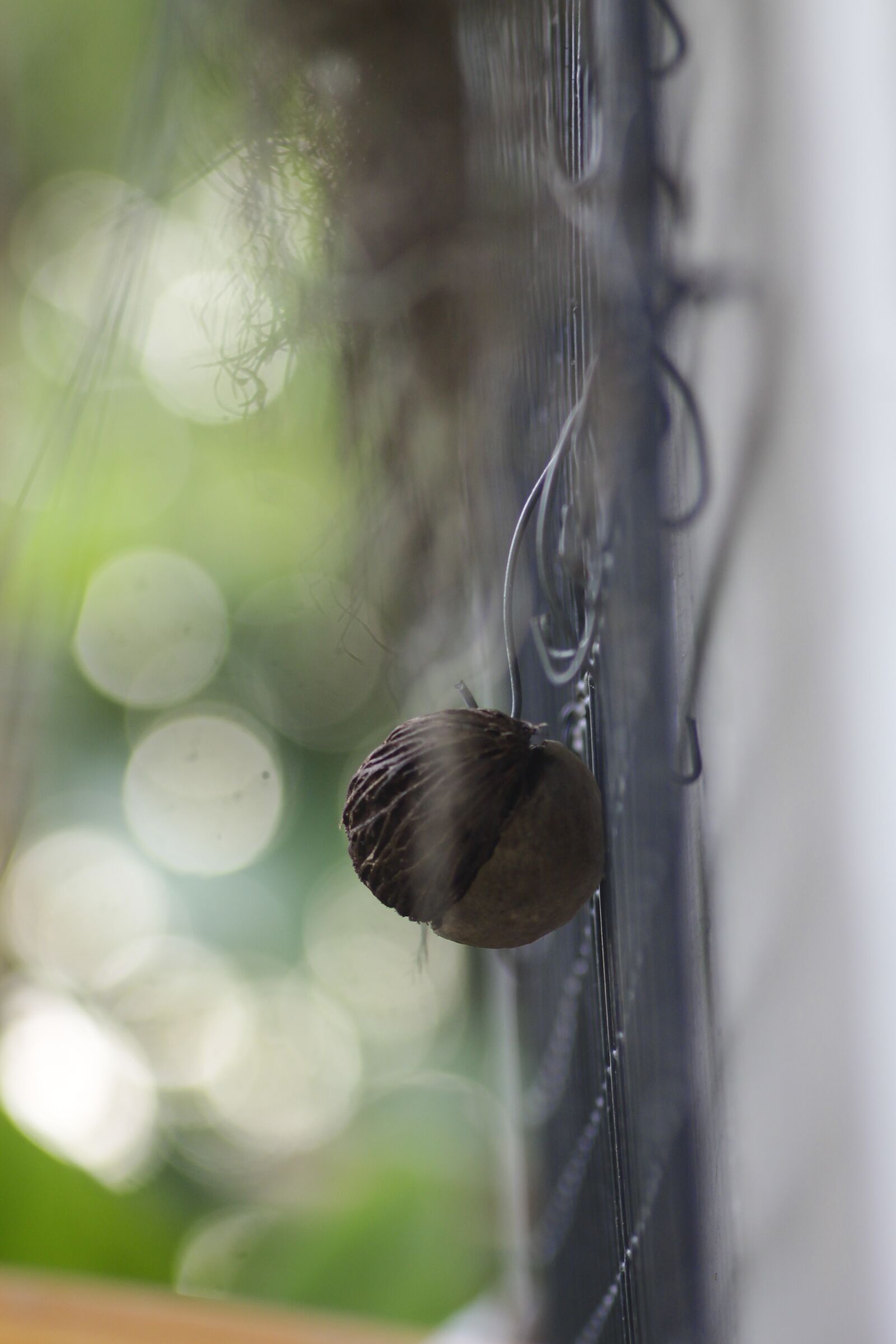 Canon EOS 1100D (EOS Rebel T3 / EOS Kiss X50) sample photo. Bokeh, nature, garden photography