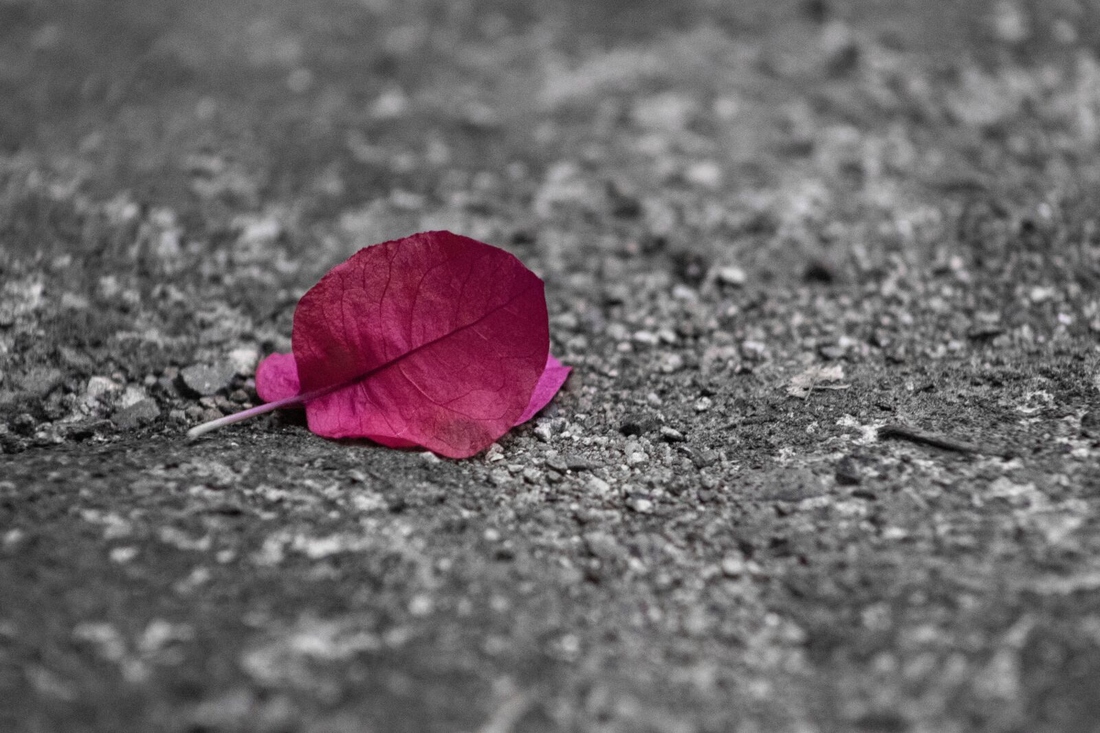 Canon EOS 800D (EOS Rebel T7i / EOS Kiss X9i) sample photo. Ground, leaves, leaf photography