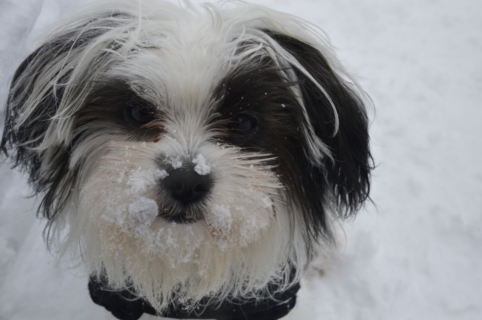 Nikon D3200 sample photo. Snow, dog, animal photography