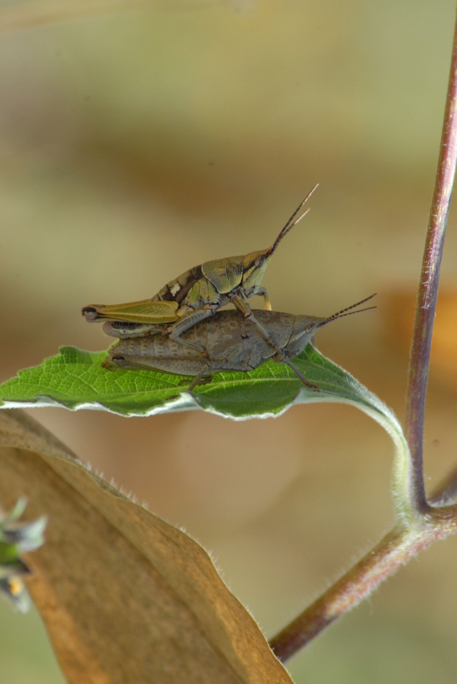 Nikon D200 sample photo. Insects, chapulines, nature photography