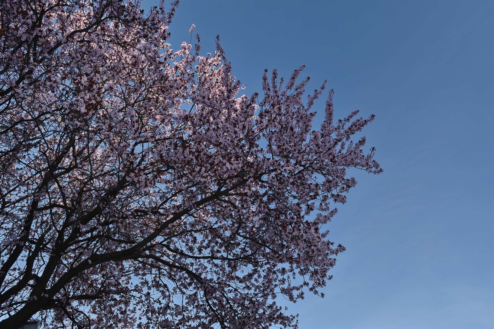 Nikon D5500 sample photo. Tree, forest, branch, season photography