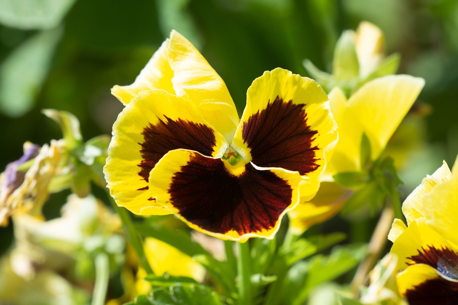 Nikon D7100 sample photo. Pansy, yellow, yellow pansy photography