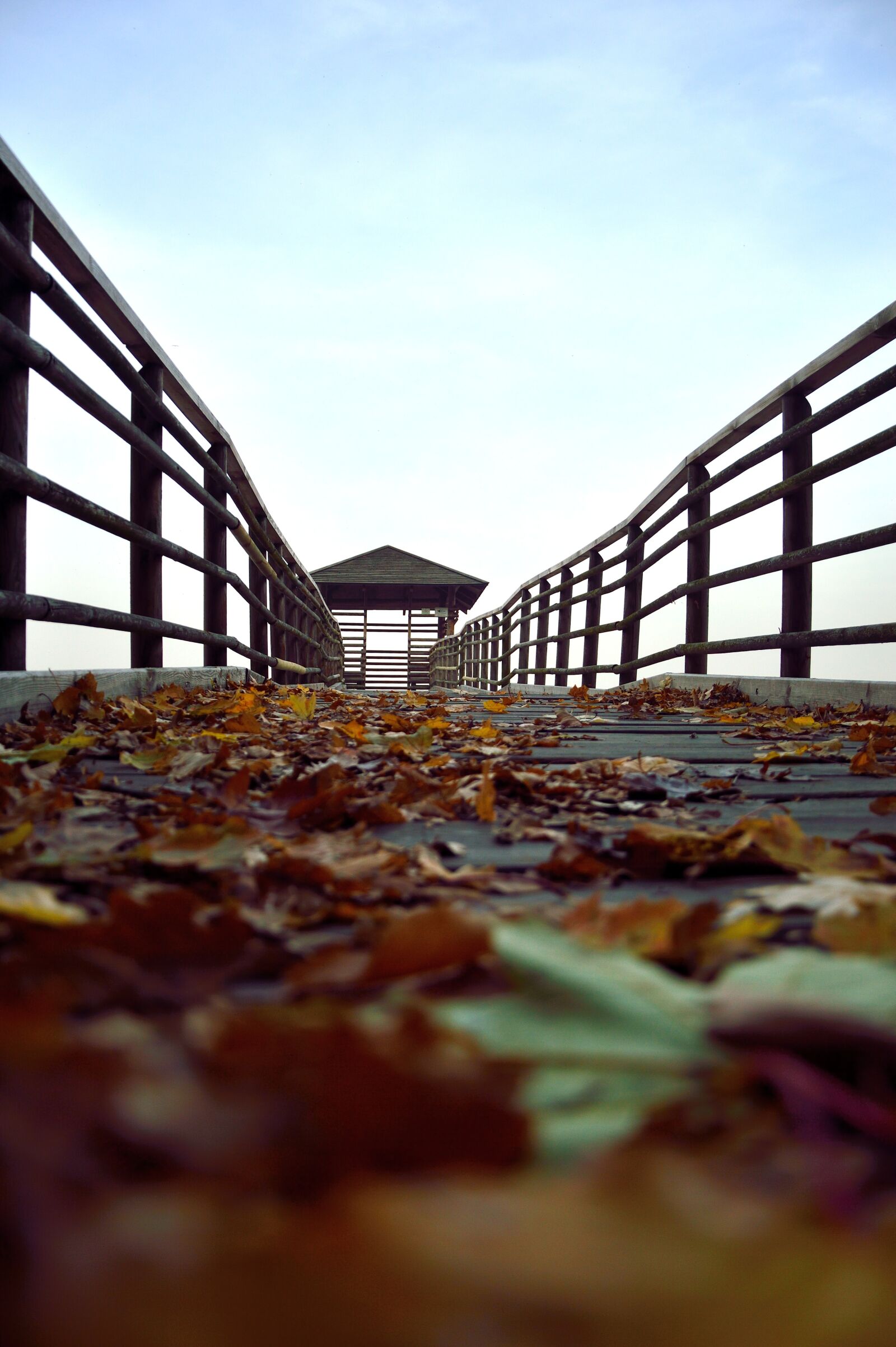 Nikon D3200 sample photo. Nature, leaves, pier photography