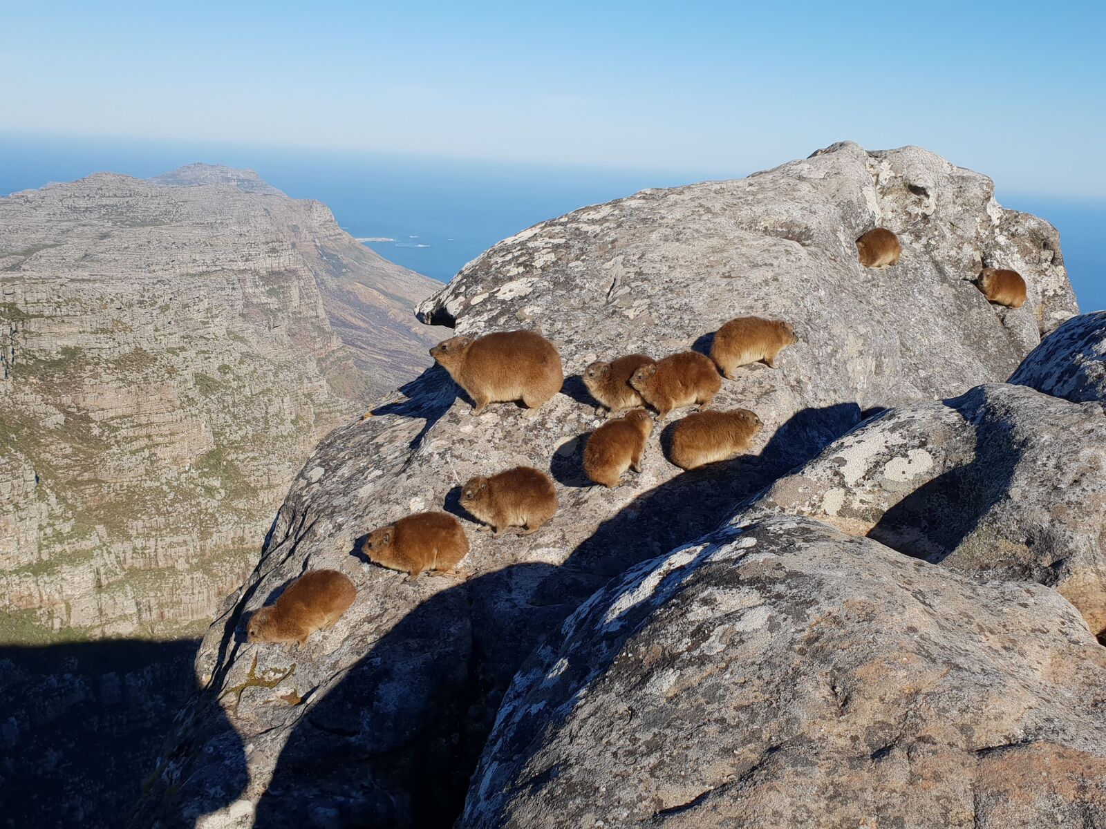 Samsung Galaxy S9+ sample photo. Dassie, hyrax, mountain photography