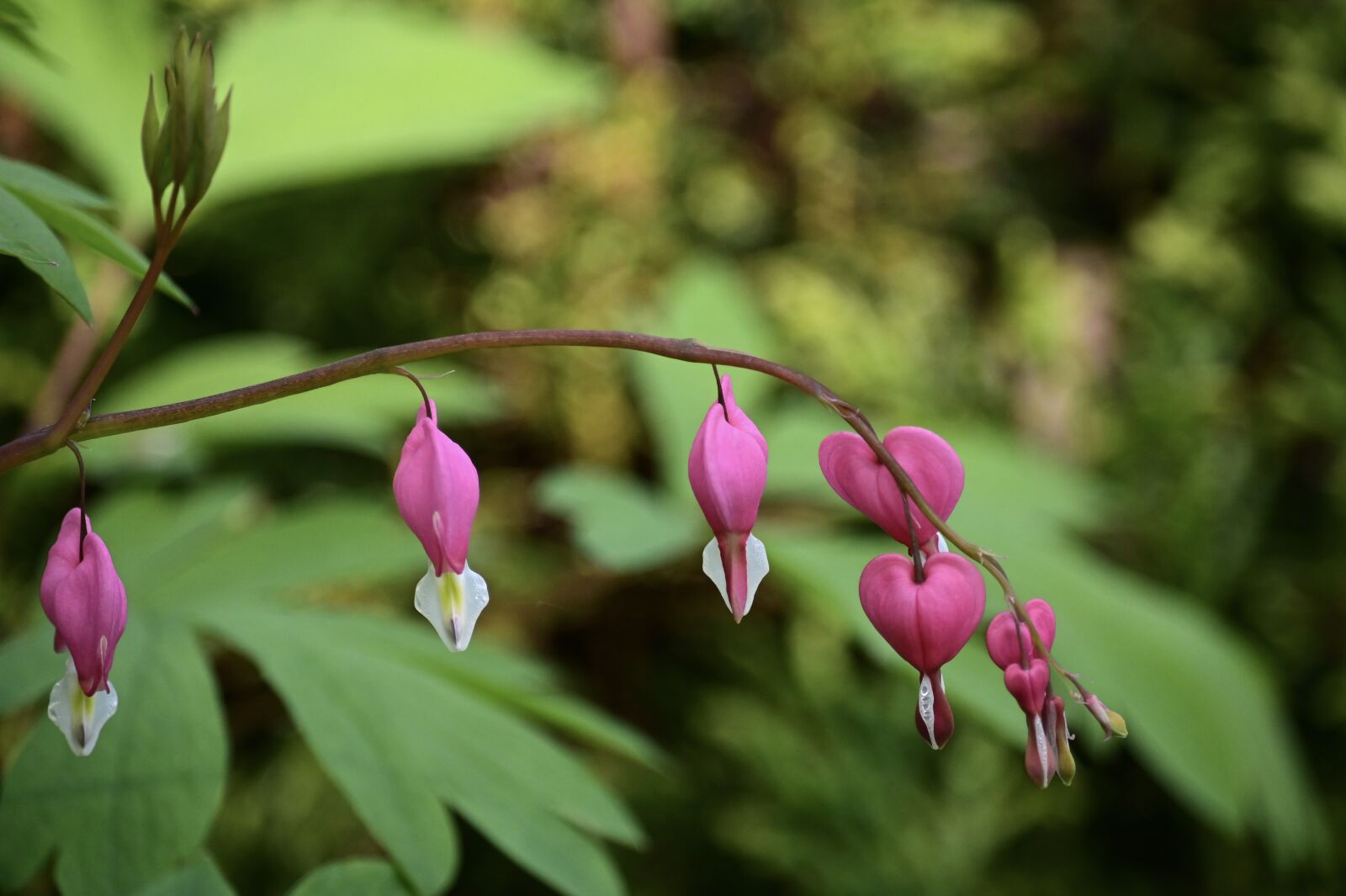 Nikon Z6 sample photo. Bleeding heart, spectabilis, flower photography