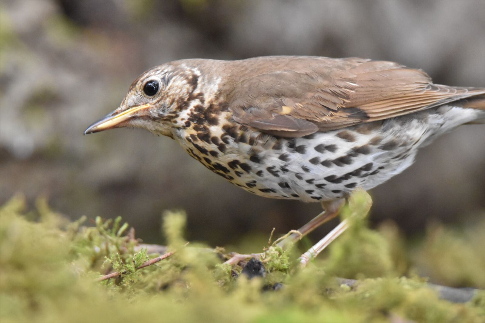Nikon D5600 sample photo. Song thrush bird, animal photography