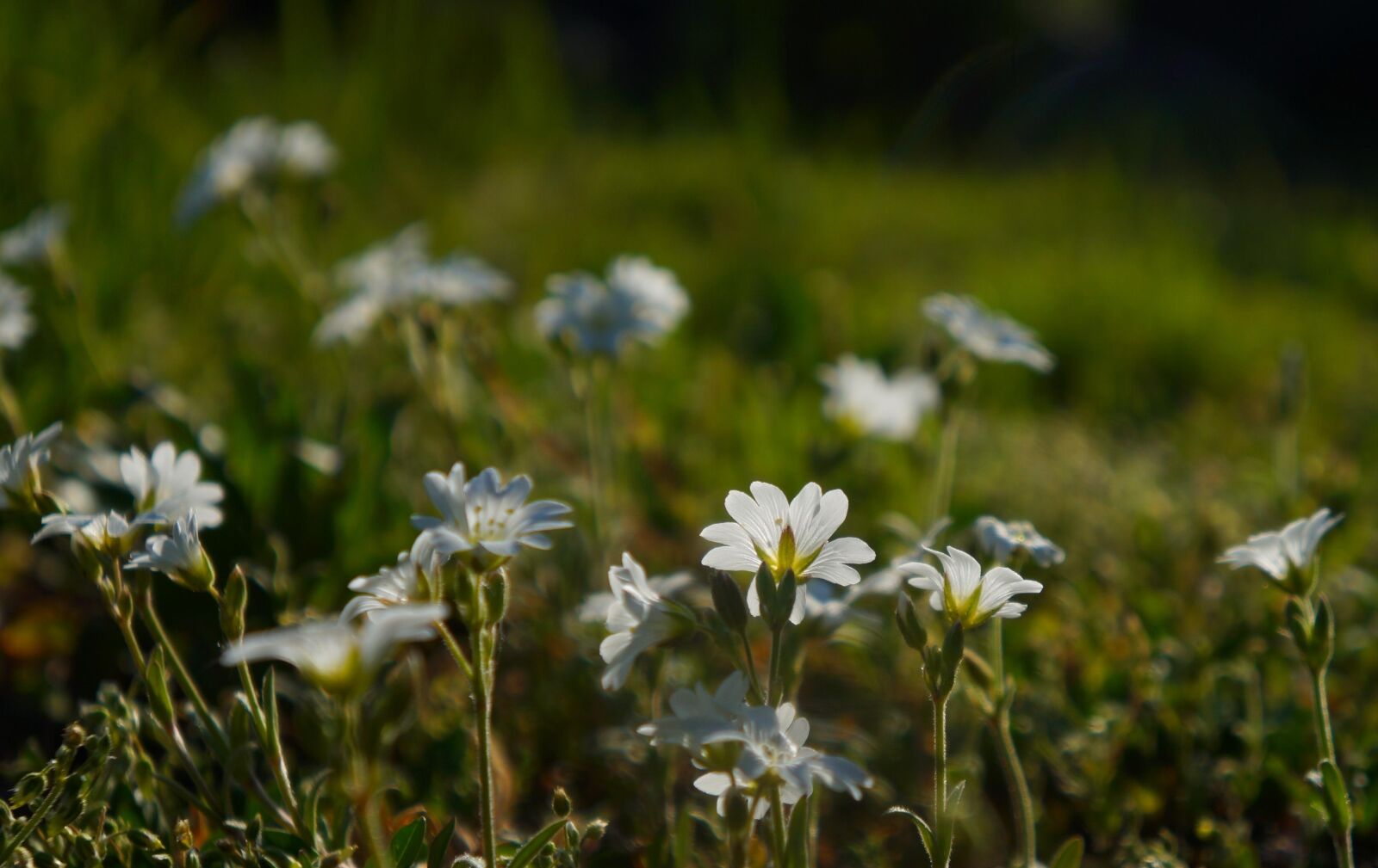 Sony Alpha a3000 + Sony E 18-55mm F3.5-5.6 OSS sample photo. Nature, plants, meadow photography