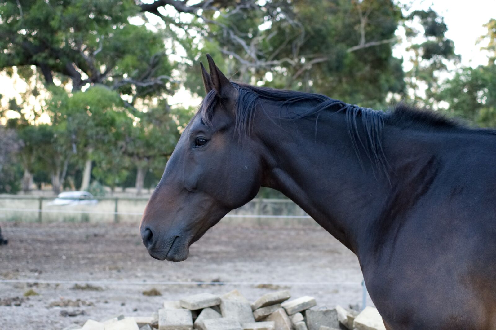 Nikon D500 sample photo. Standardbred, horse, gelding photography