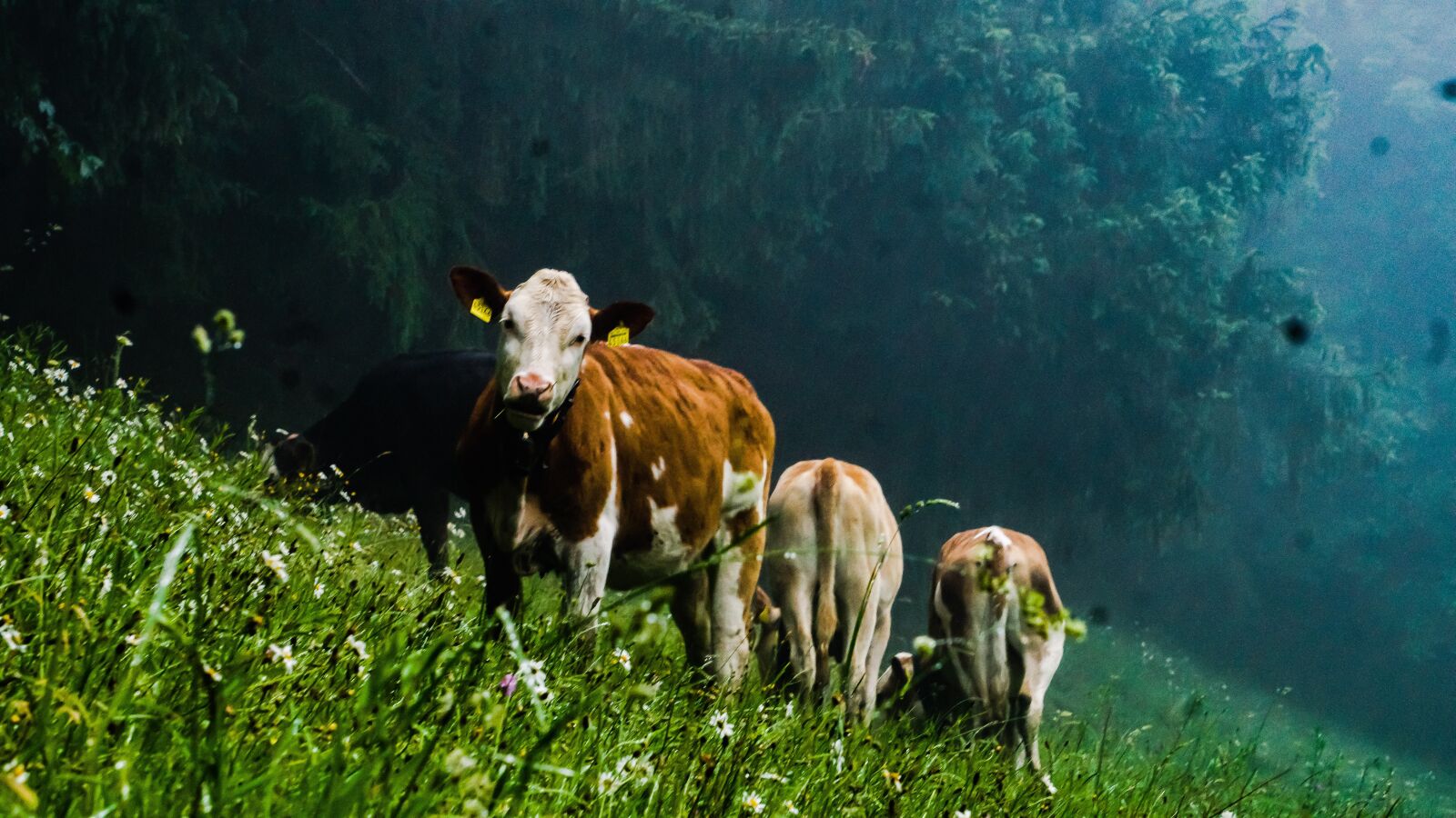 Sony a6000 + Sony E 55-210mm F4.5-6.3 OSS sample photo. Cows, nature, cow photography