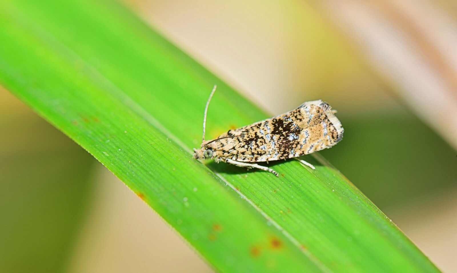 Nikon D5300 sample photo. Nature, insect, afternoon photography