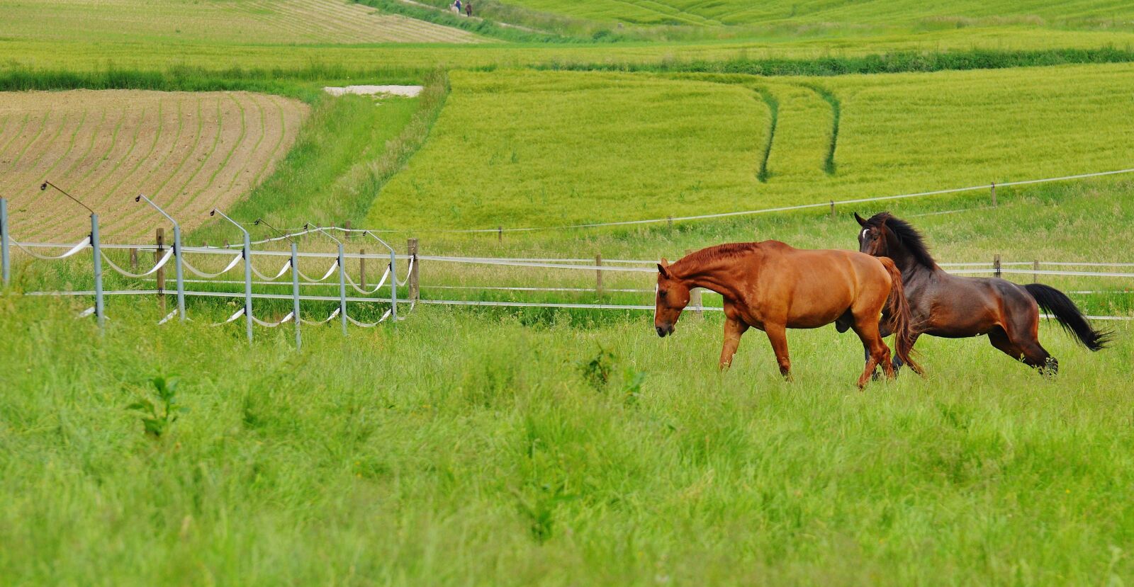 Nikon D3200 sample photo. Horses, for two, coupling photography
