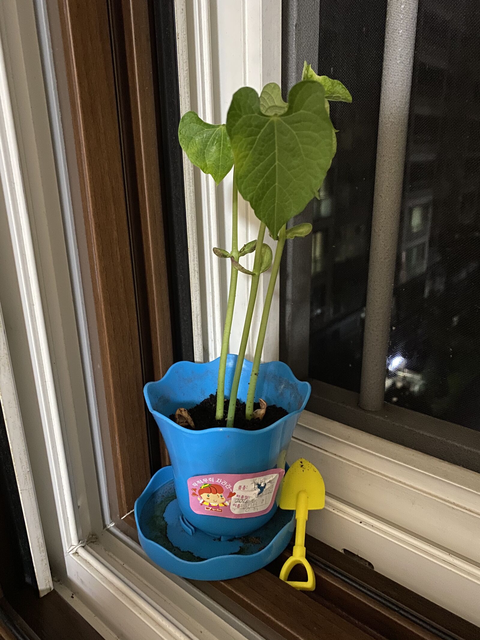 Apple iPhone 11 sample photo. Plant, bean, grow photography