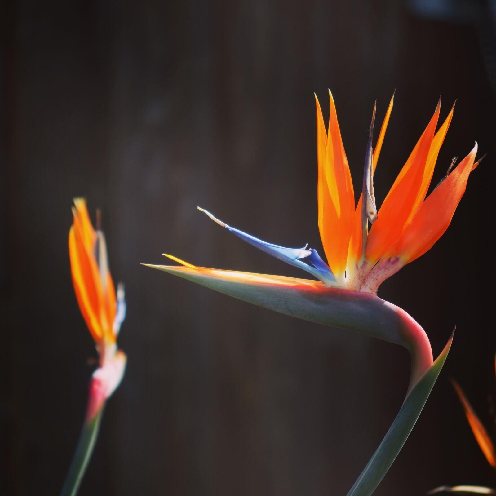 Nikon D3200 sample photo. Flower, orange, california photography