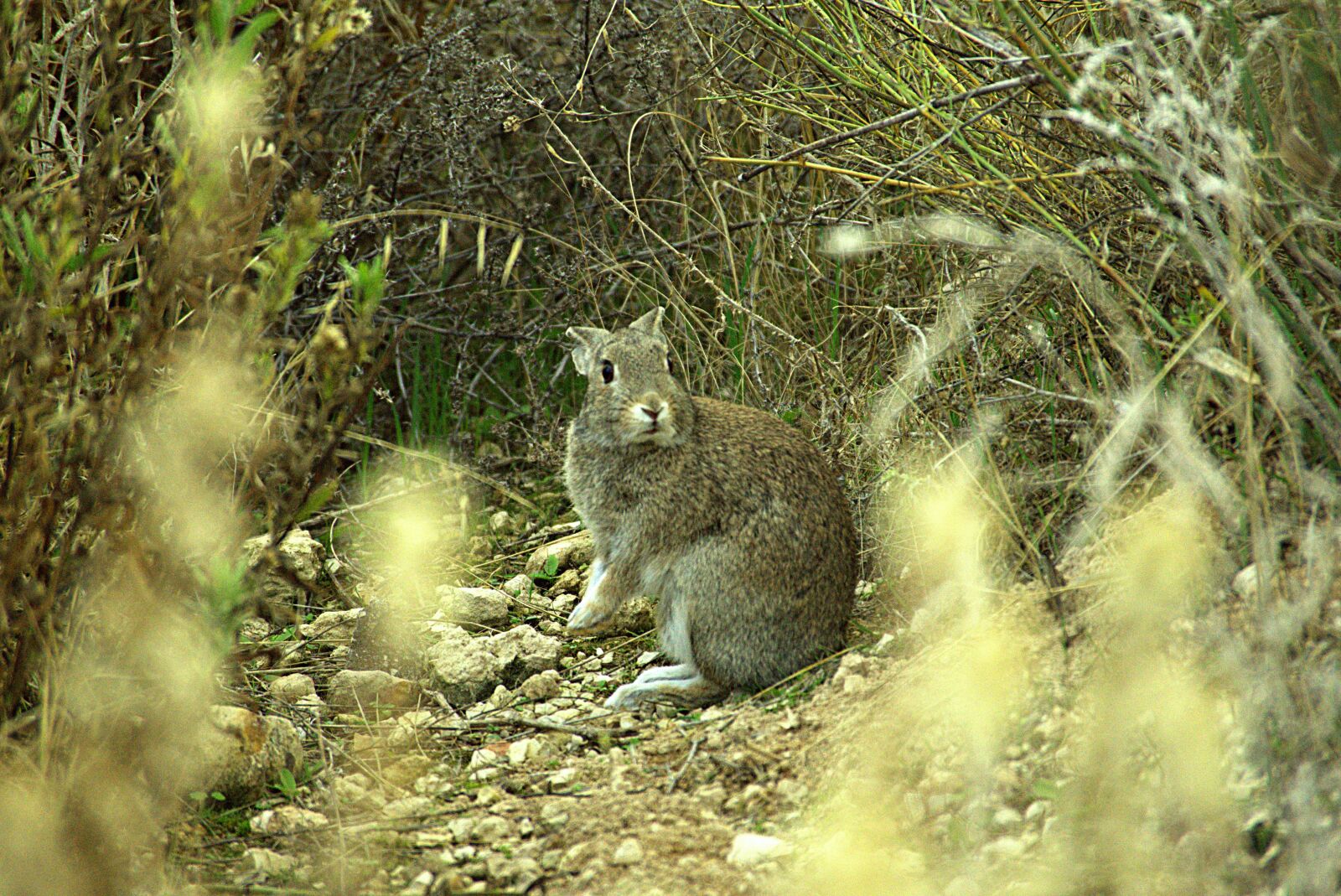 Sony a6000 + Sony DT 55-300mm F4.5-5.6 SAM sample photo. Nature, mount, rabbit photography