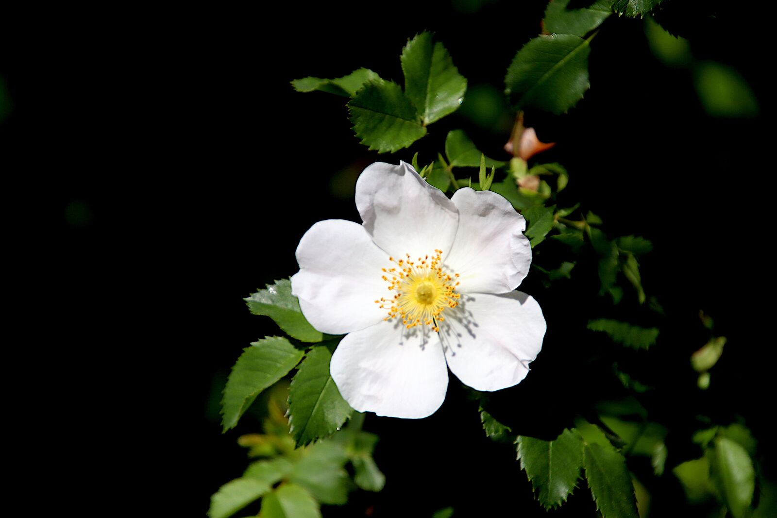 Canon EOS 800D (EOS Rebel T7i / EOS Kiss X9i) sample photo. Pink, roses, white color photography