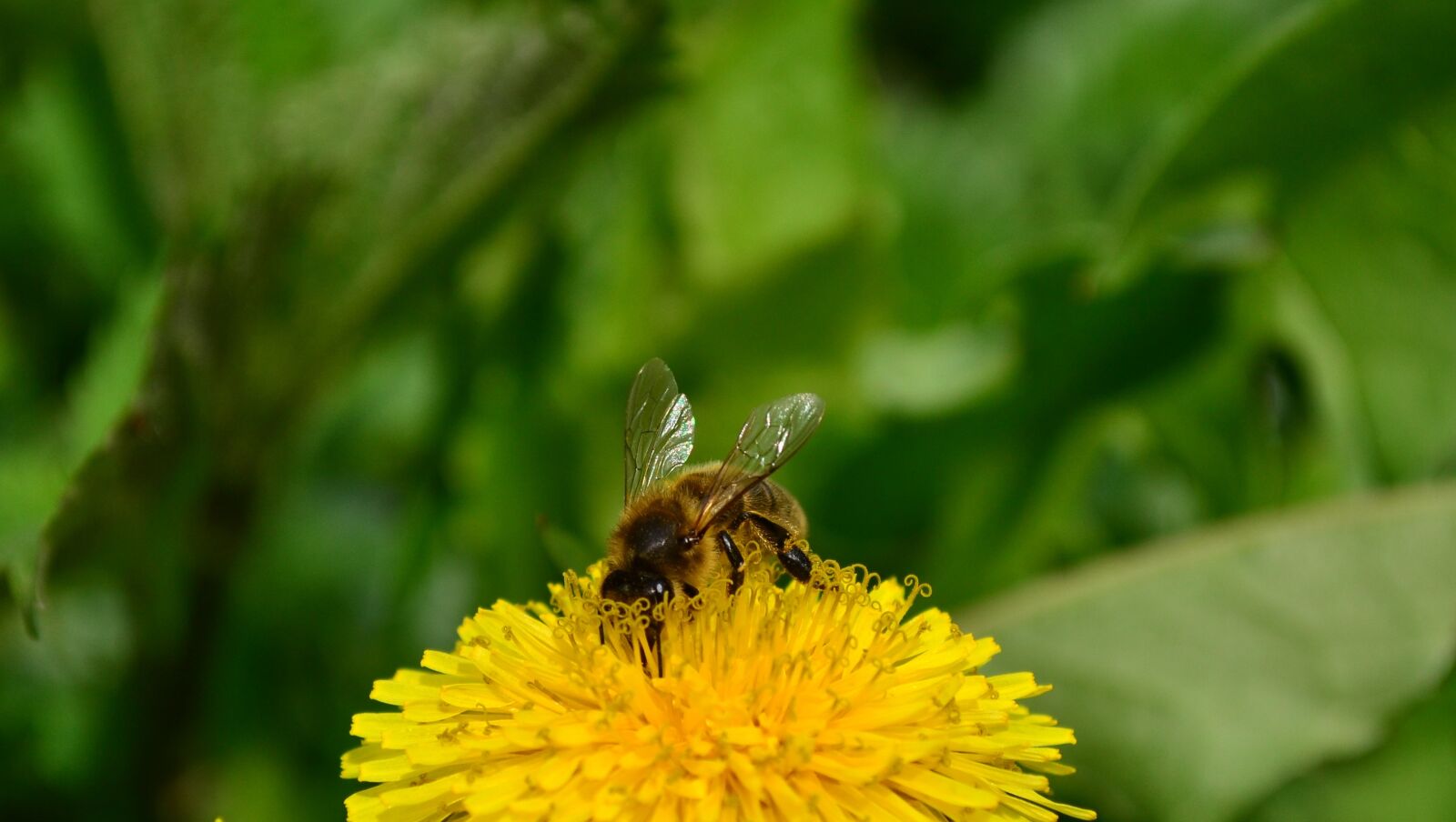Nikon D3100 sample photo. Summer, bee, macro photography
