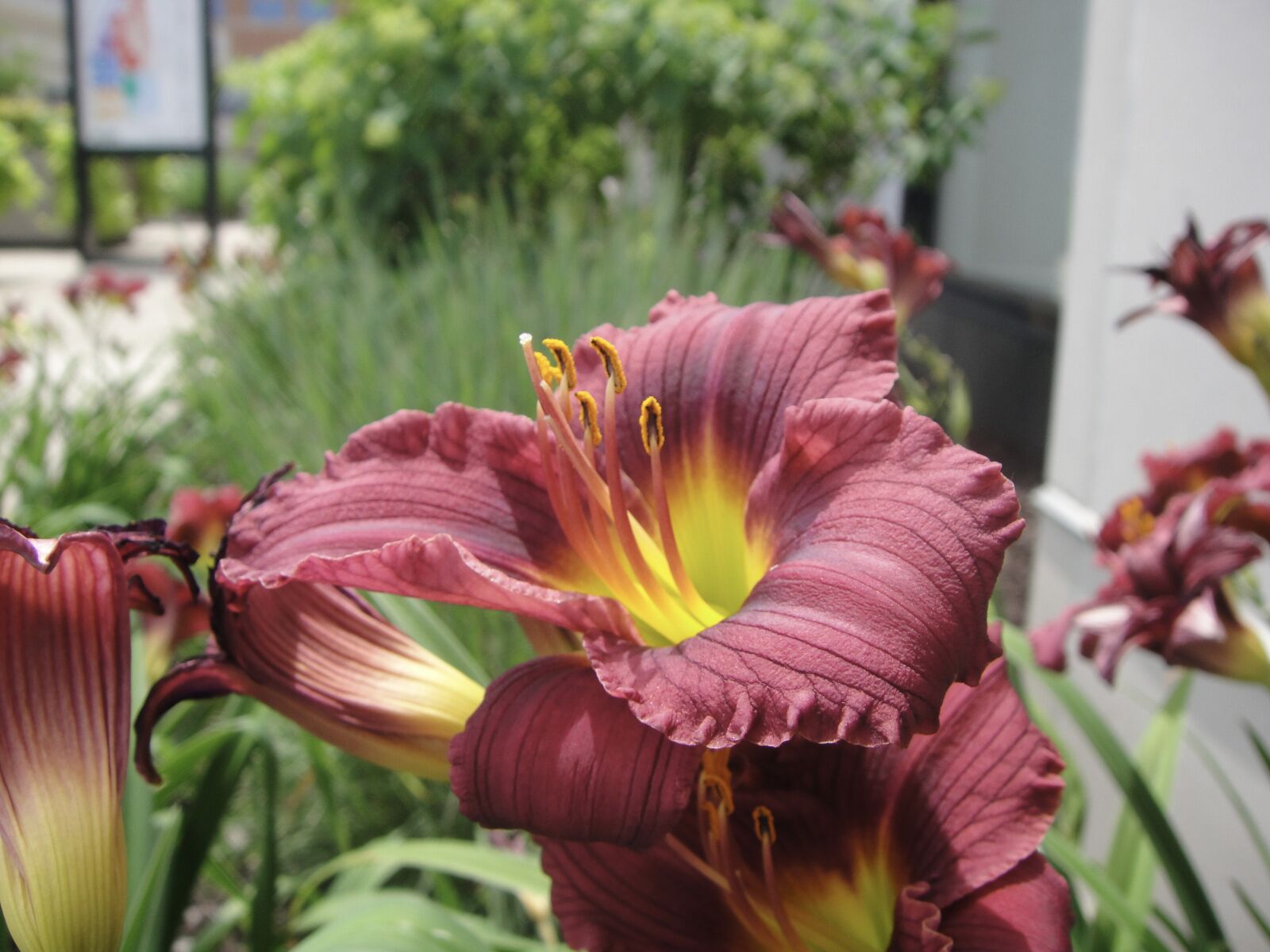 Sony DSC-T90 sample photo