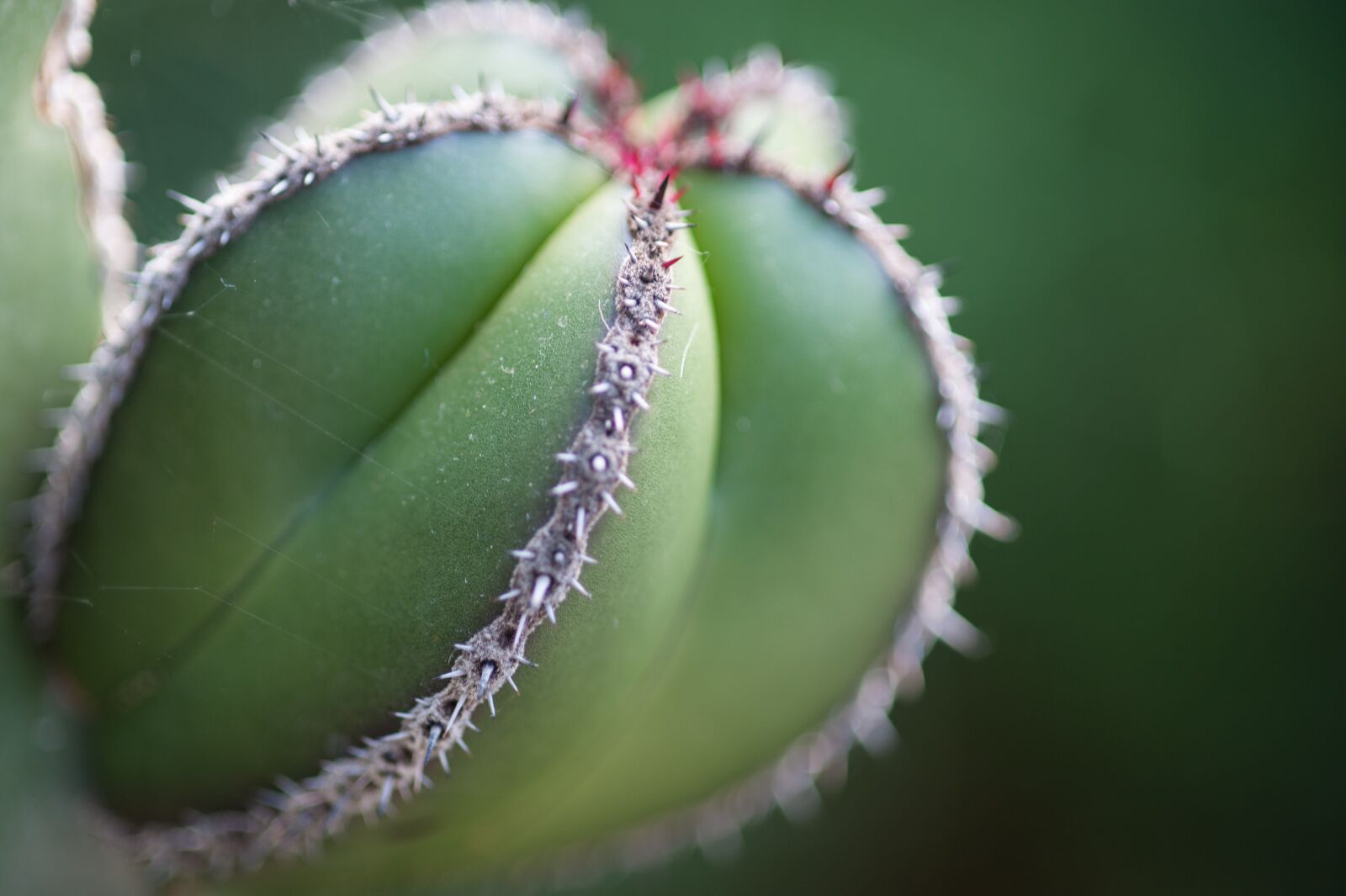 Nikon D700 sample photo. Cactus, plant, prickly photography