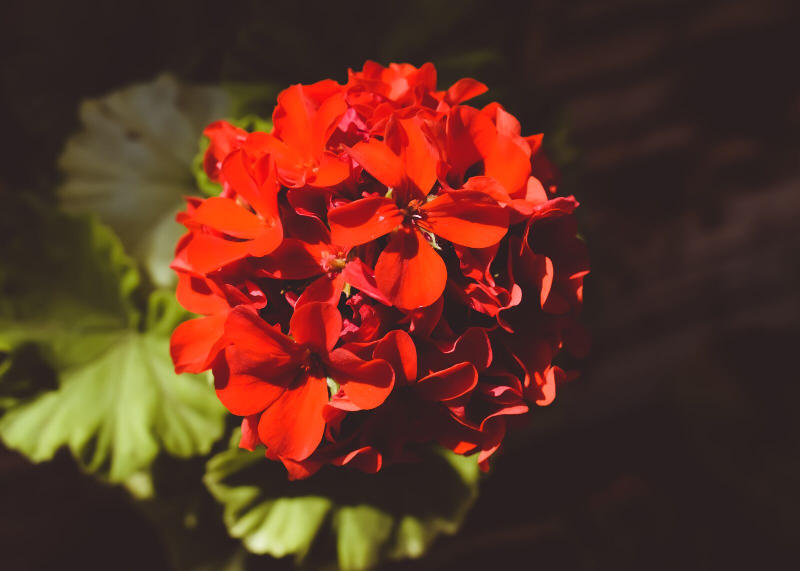 Nikon D3300 sample photo. Hydrangea, flower, red photography