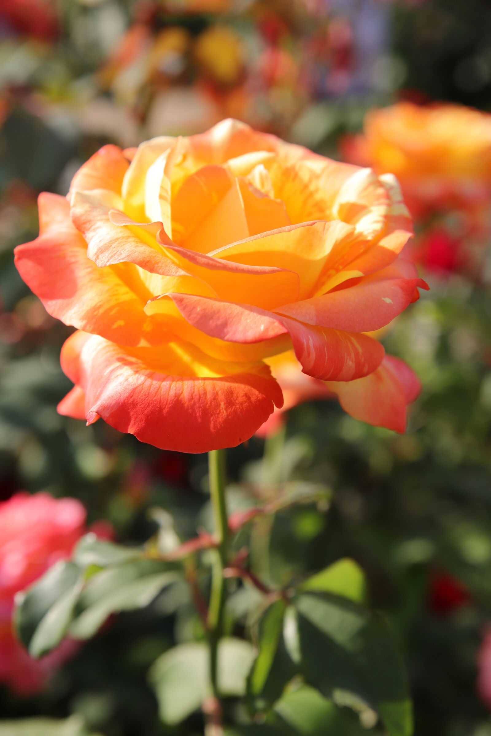 Canon EOS 6D Mark II sample photo. Rose, petal, flowers photography