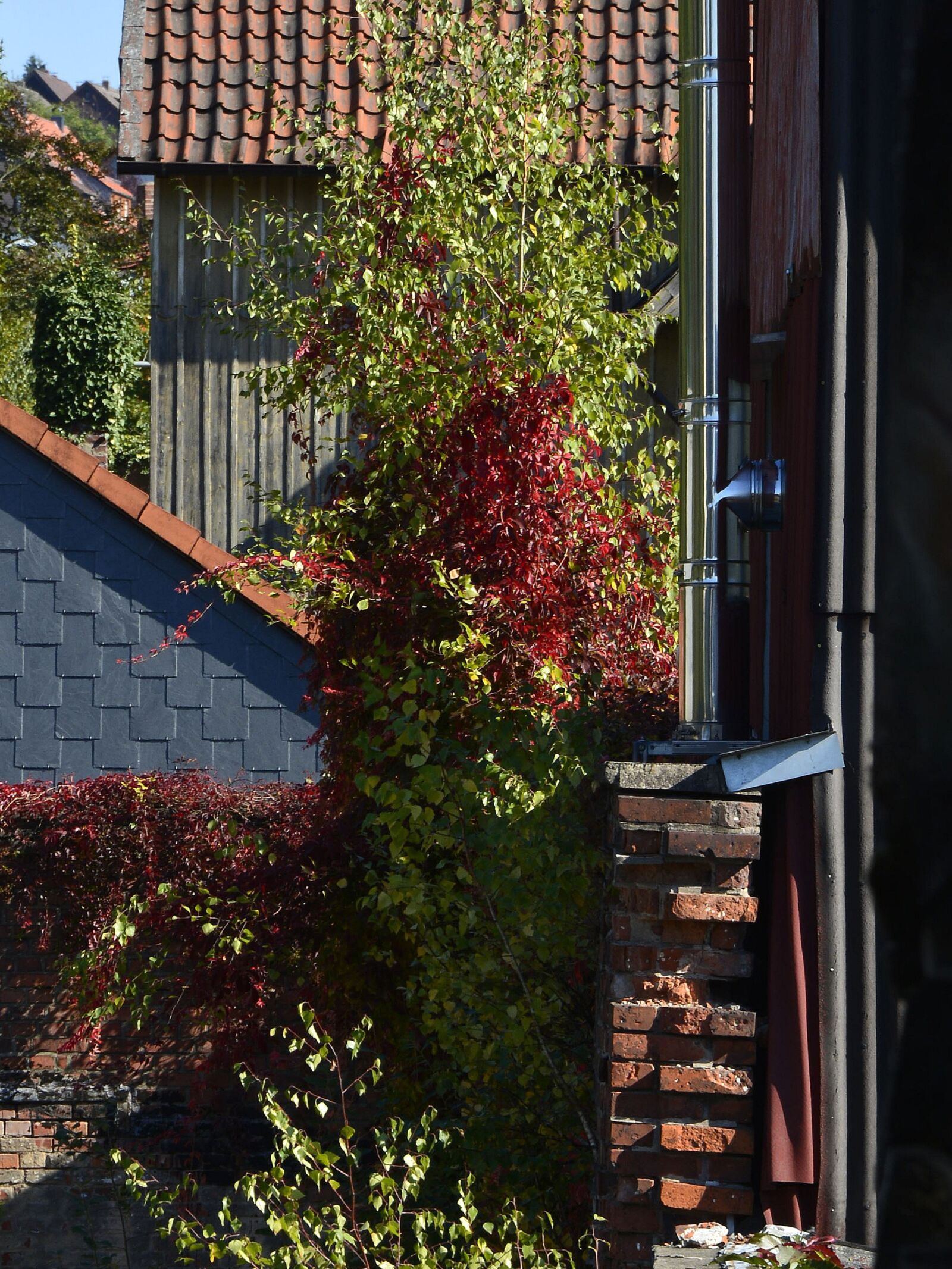 Nikon D7100 sample photo. Leaves, autumn, nature photography
