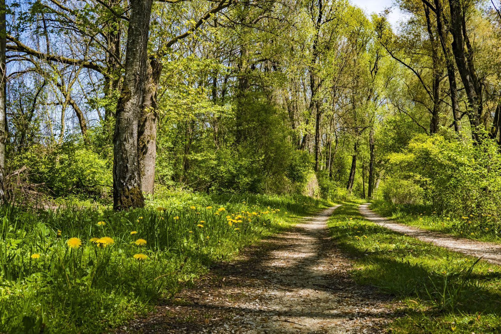 Sony a6300 + Sigma 30mm F2.8 EX DN sample photo. Away, spring, forest photography
