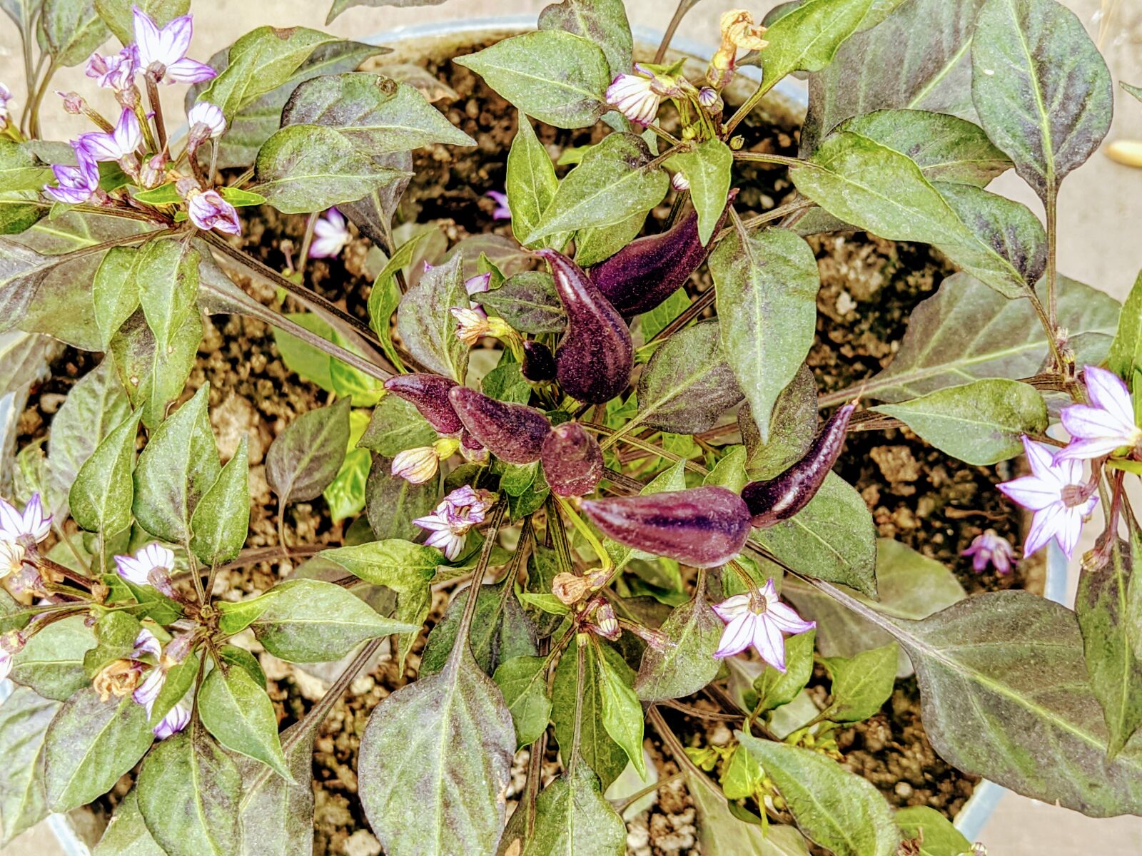 Xiaomi Mi A3 sample photo. Capsicum, fruit, flower photography