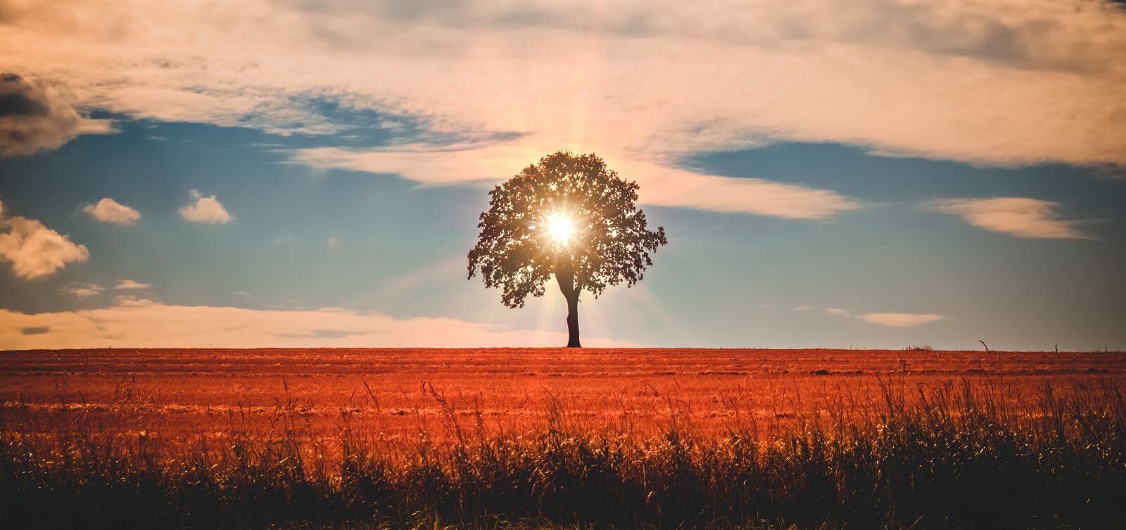 Canon EOS 750D (EOS Rebel T6i / EOS Kiss X8i) sample photo. Landscape, tree, sun photography