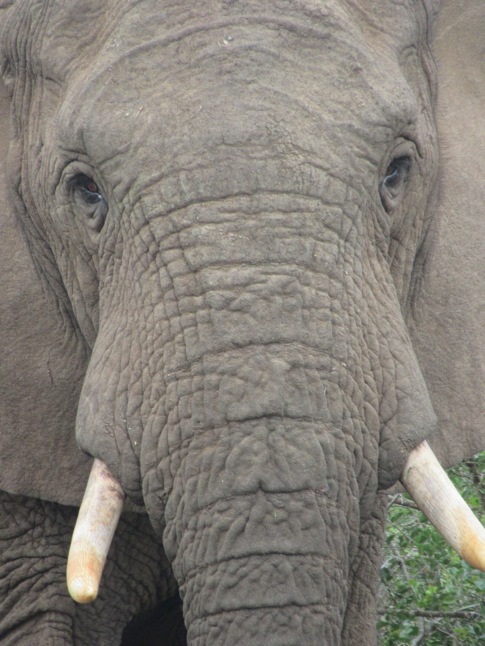 Canon PowerShot SX620 HS sample photo. Elephant, look at, penetrating photography