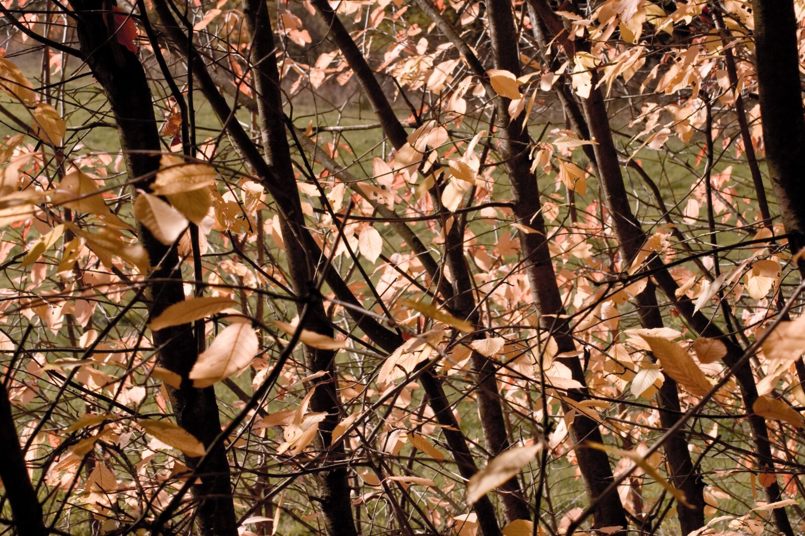Canon EOS 400D (EOS Digital Rebel XTi / EOS Kiss Digital X) sample photo. Autumn tree, colourful, fall photography