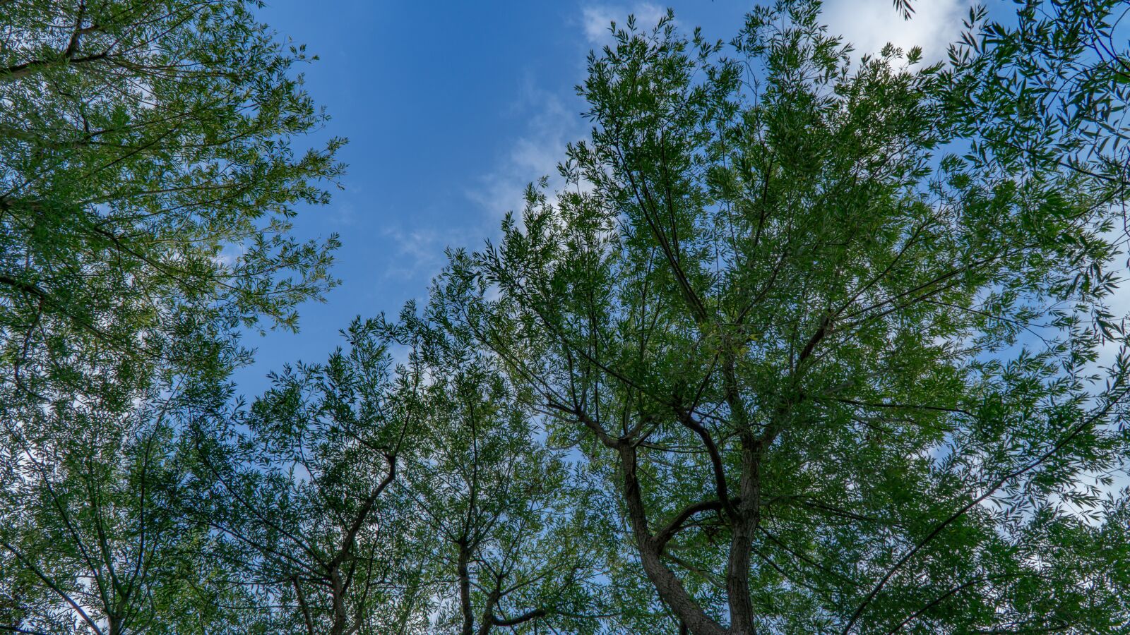 Sony a6000 sample photo. Tree, sky, nature photography