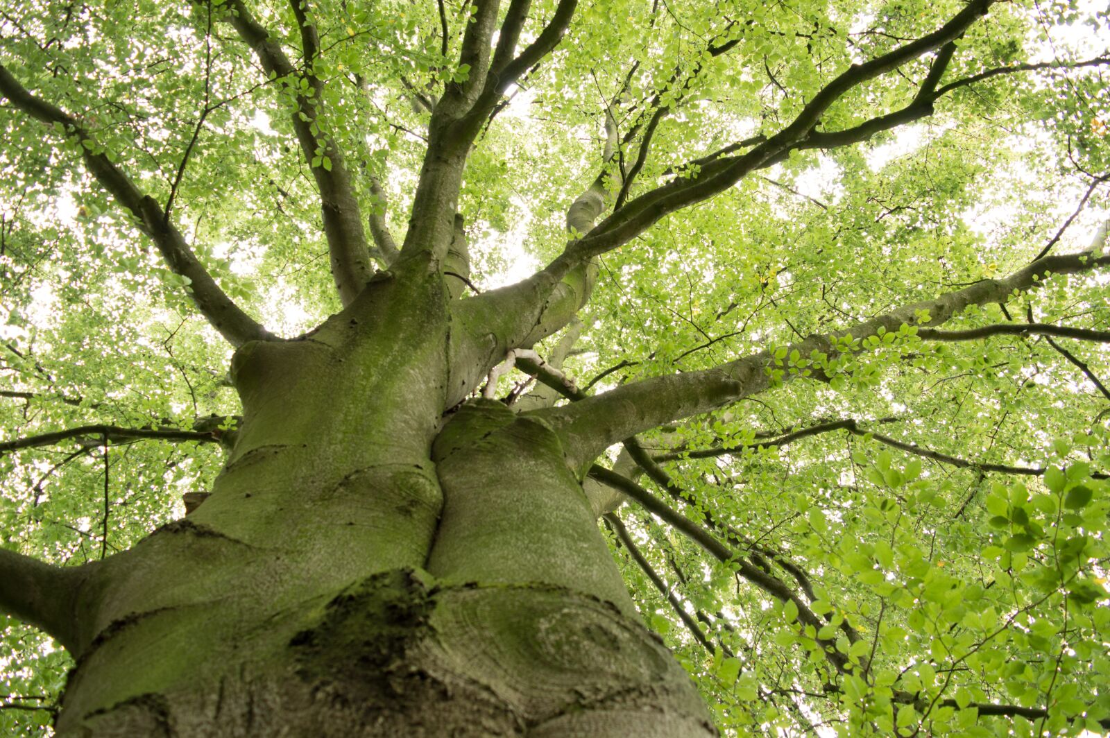 Nikon D3200 sample photo. Tree, green, leaves photography