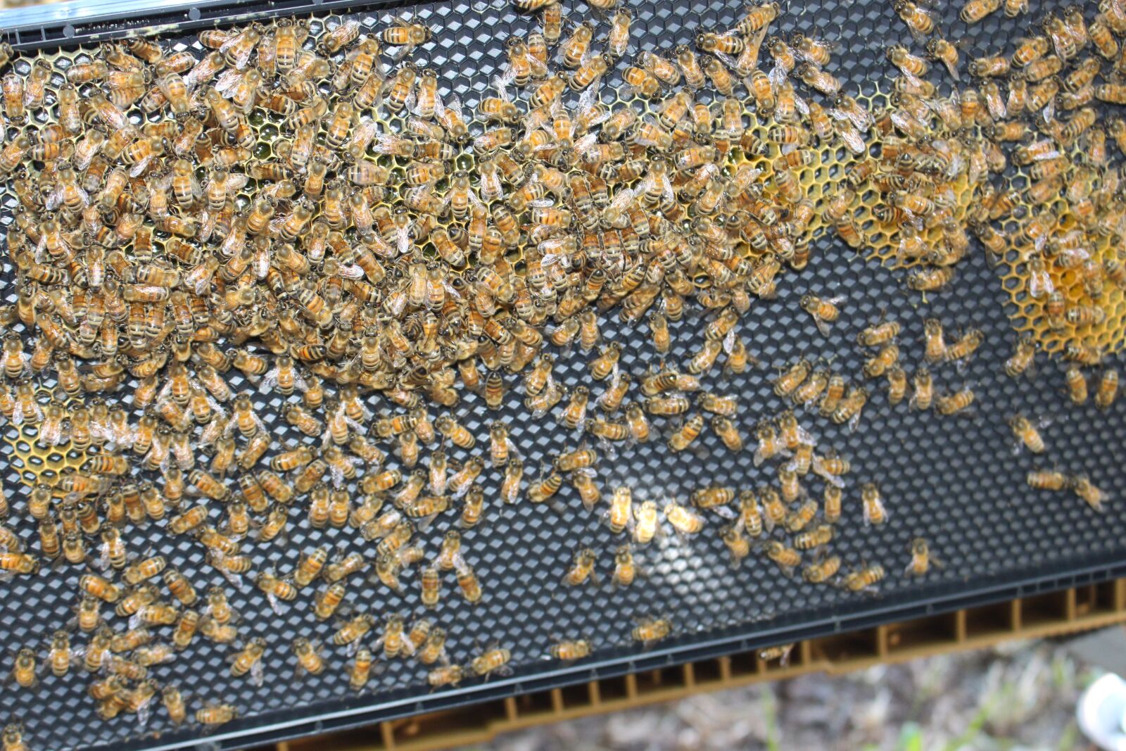 Canon EOS 700D (EOS Rebel T5i / EOS Kiss X7i) sample photo. Bee, hive, framework photography