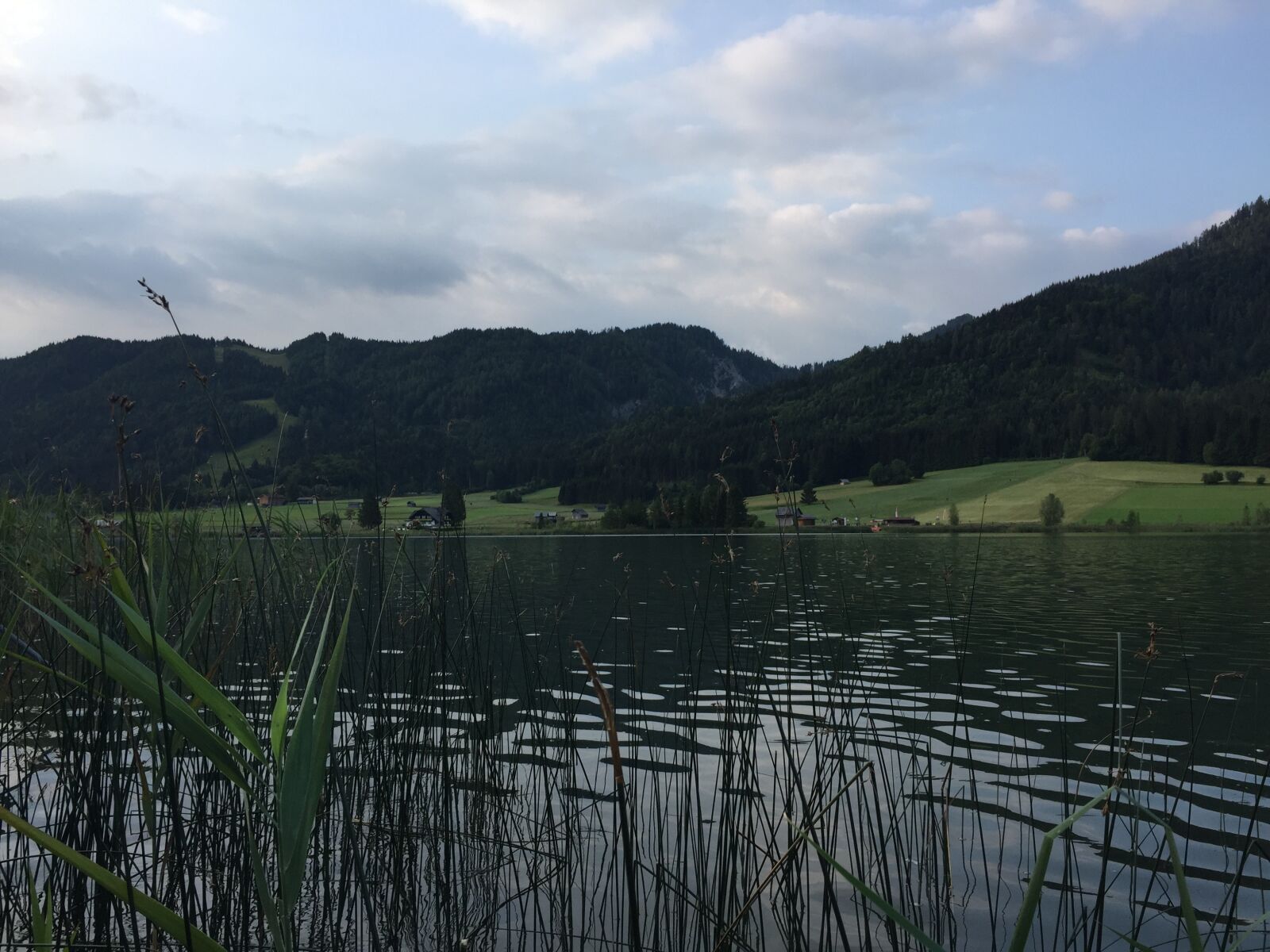 iPhone 6 back camera 4.15mm f/2.2 sample photo. Reed, nature, nature conservation photography