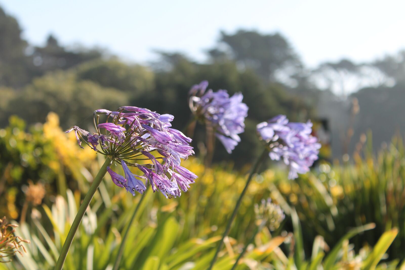 Canon EOS 1100D (EOS Rebel T3 / EOS Kiss X50) sample photo. Flowers, field, nature photography