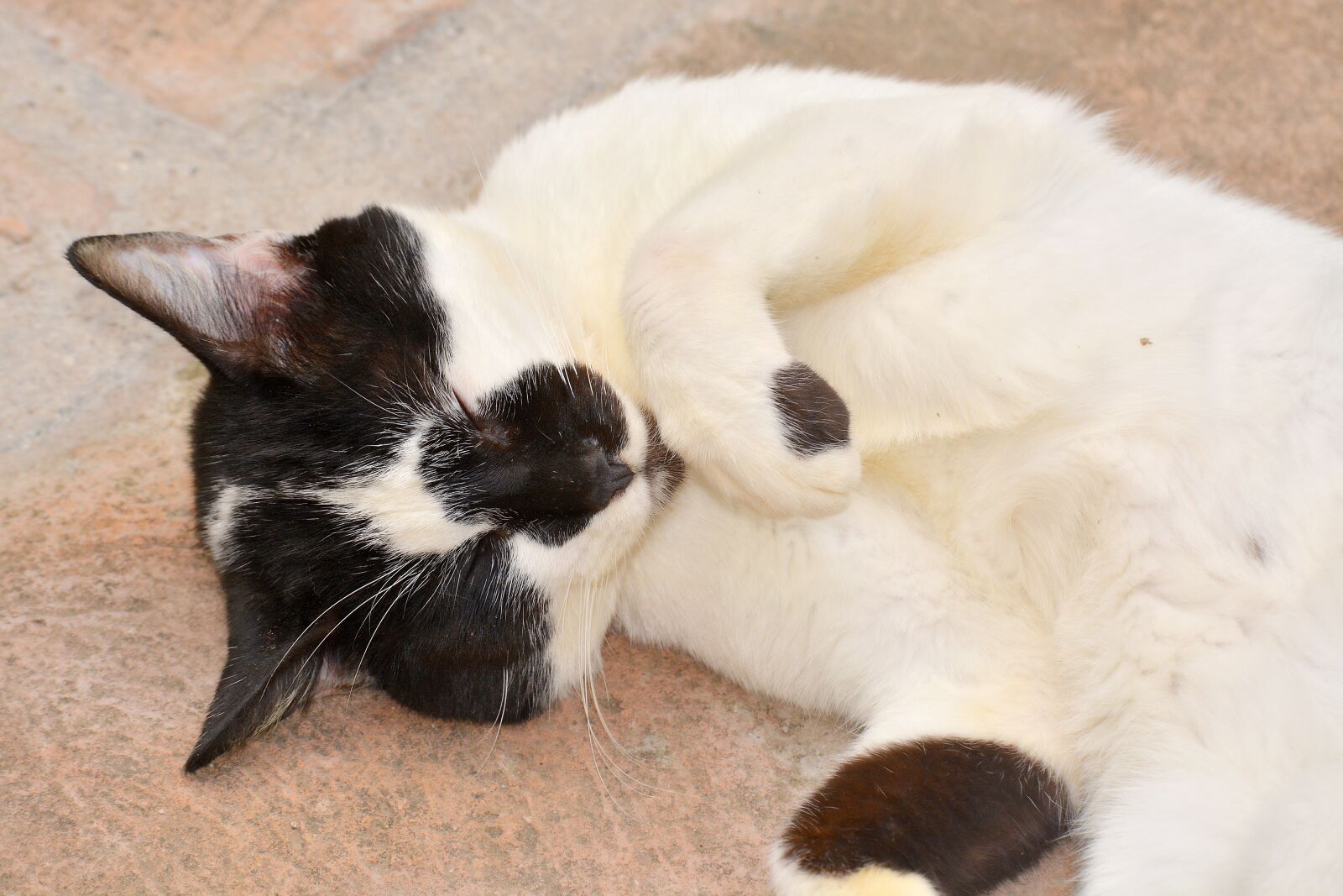 Nikon D5200 sample photo. Cat, pet, feline photography