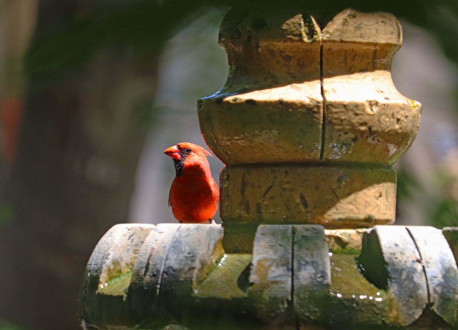 Canon EOS 800D (EOS Rebel T7i / EOS Kiss X9i) sample photo. Cardinal, red bird, songbird photography