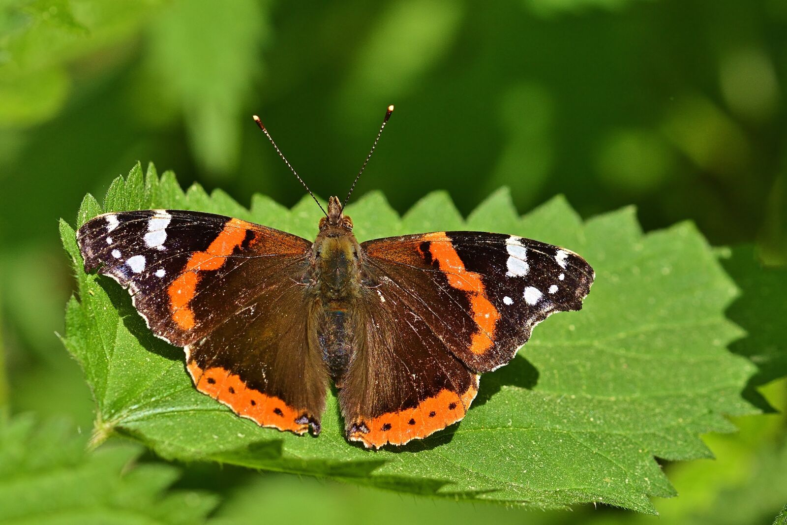 Nikon D5200 sample photo. Butterfly, admiral, close up photography