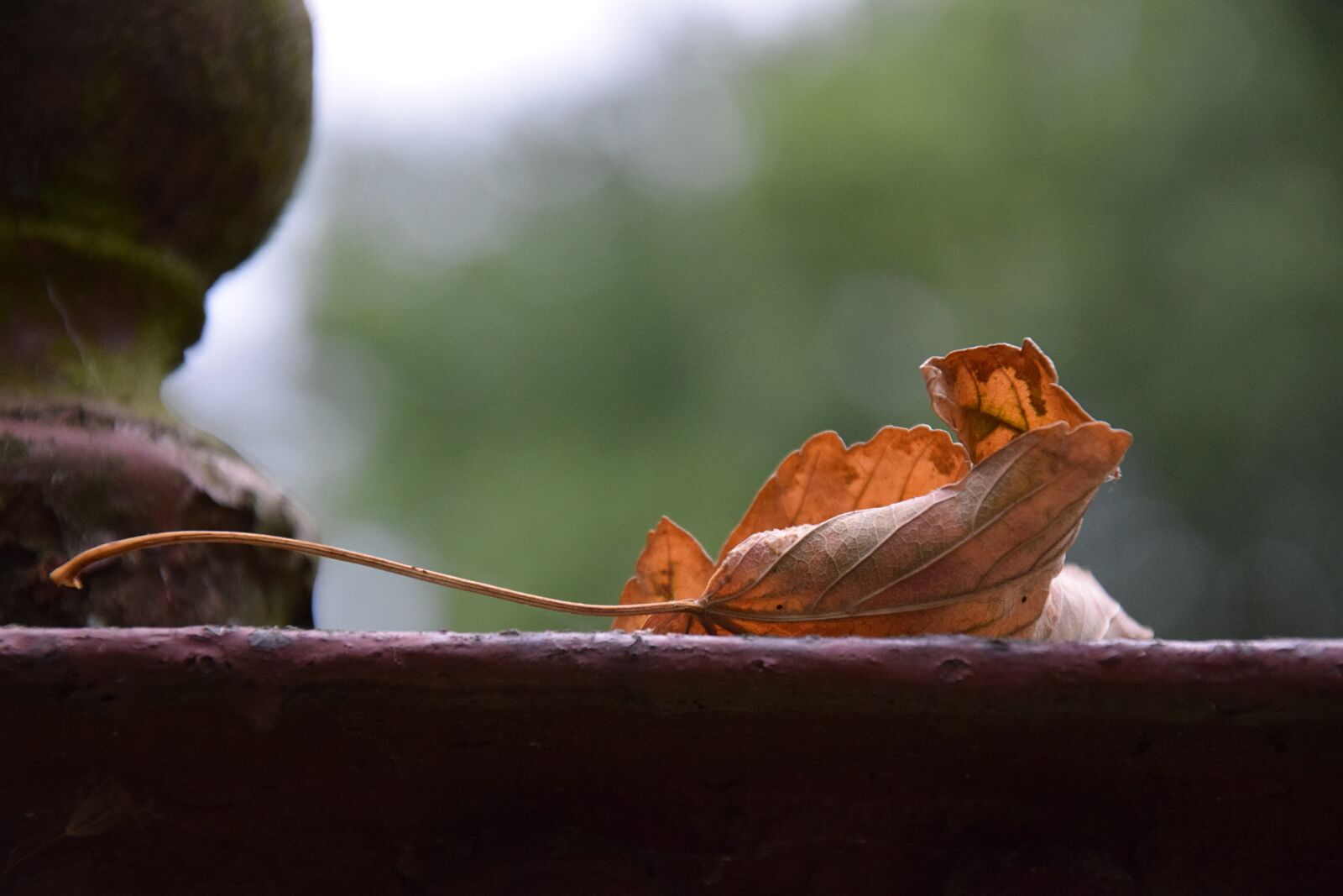 Nikon D3300 sample photo. Nature, withered, leaf photography