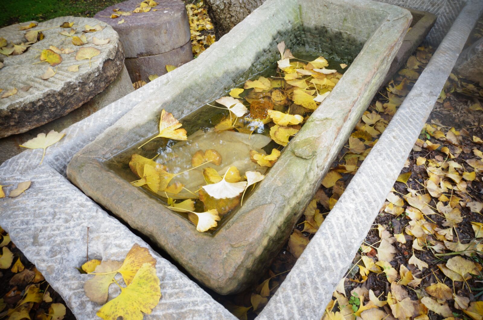 Sony Alpha NEX-3N sample photo. Sink, autumn, small fresh photography
