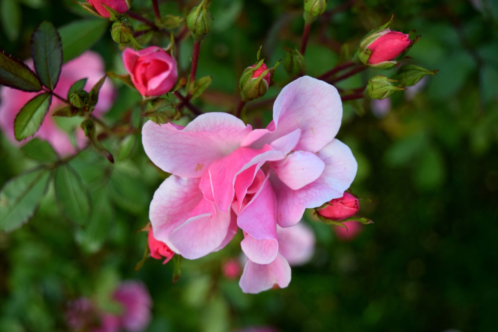 Nikon D5300 sample photo. Rose, pink, close up photography