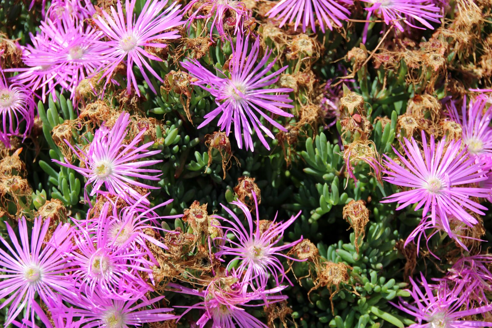 Canon EOS 600D (Rebel EOS T3i / EOS Kiss X5) sample photo. Wild growth, flowers, plant photography