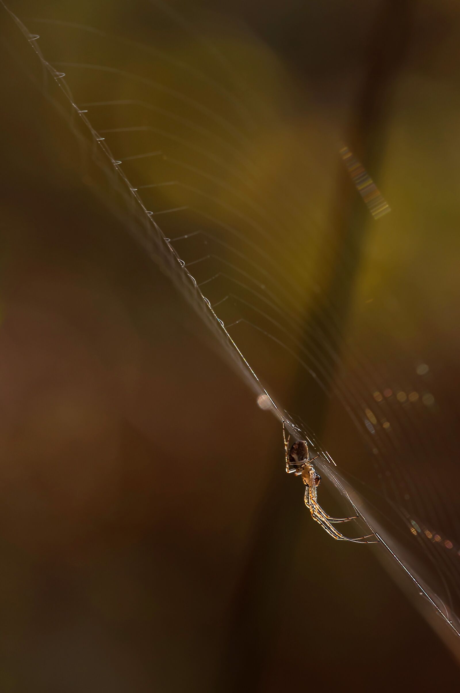 Nikon D90 sample photo. Autumn spider, metellina segmentata photography