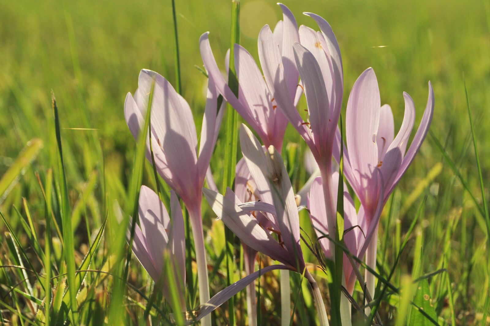 Nikon D5000 sample photo. Herbstzeitlose, blossom, bloom photography