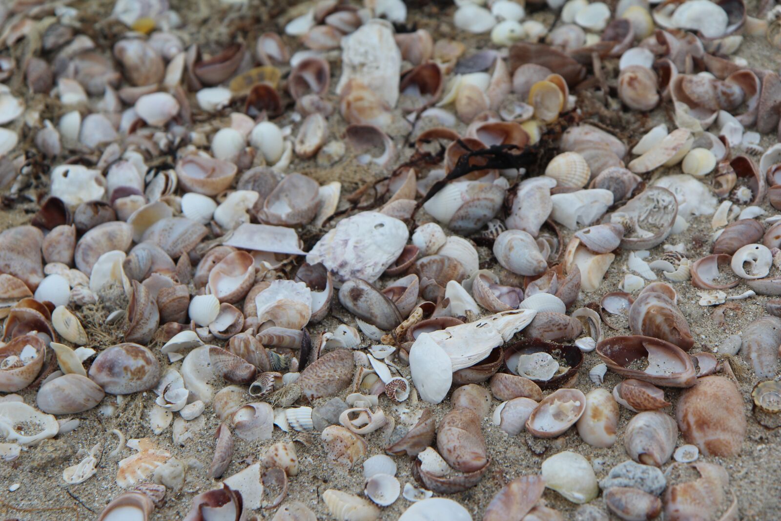Canon EOS 600D (Rebel EOS T3i / EOS Kiss X5) sample photo. Shells, beach, brittany photography