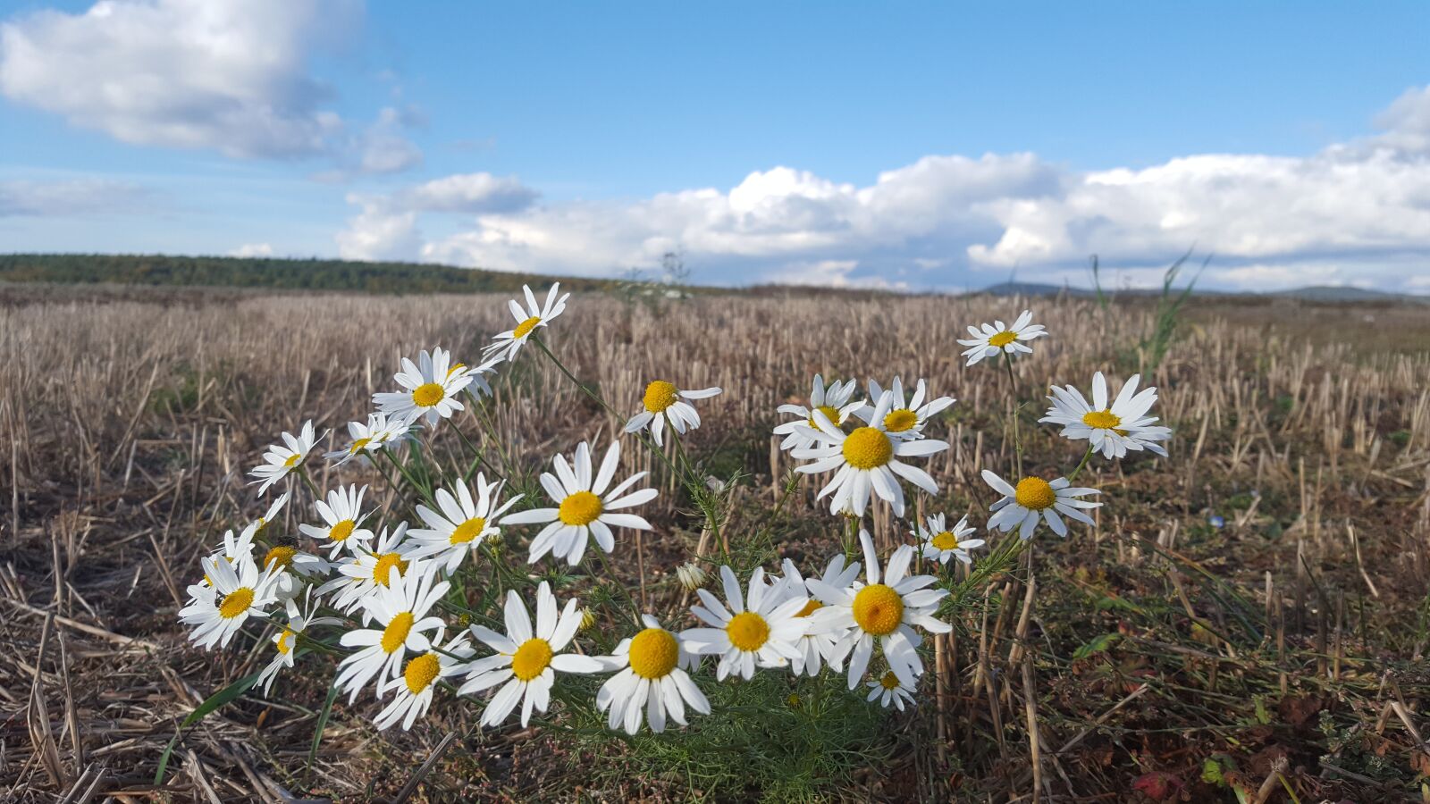 Samsung Galaxy S6 sample photo. Nature, field, flower photography