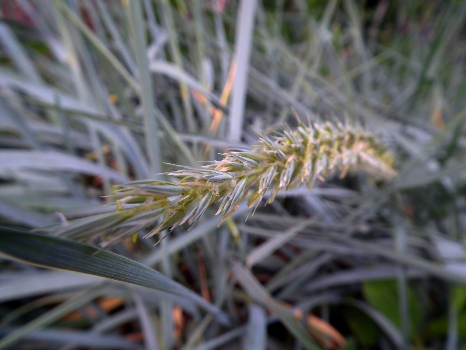 FujiFilm FinePix HS10 (FinePix HS11) sample photo. Grass, kolos, bloom photography
