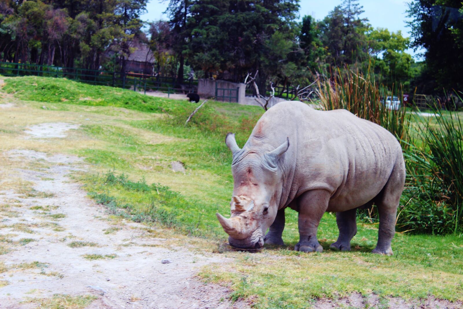 Canon EOS 600D (Rebel EOS T3i / EOS Kiss X5) sample photo. Animal, nature, ryno photography
