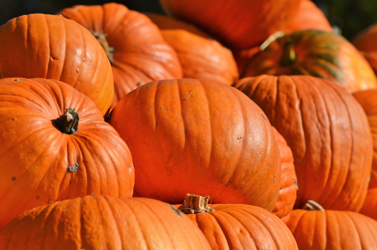 Nikon D3200 sample photo. Pumpkin, fruit, orange photography